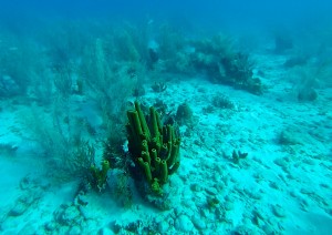 Snorkeling-ilets-pigeon-guadeloupe