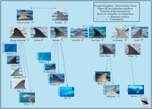 les dauphins de Guadeloupe