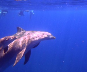 Nager avec les dauphins en Guadeloupe