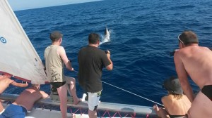 Dauphins en grece