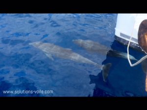nager avec les dauphins en guadeloupe