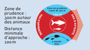 approche mamiferes marins