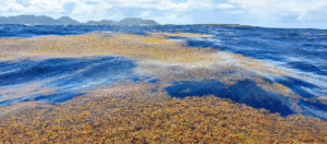 sargasses aux Antilles