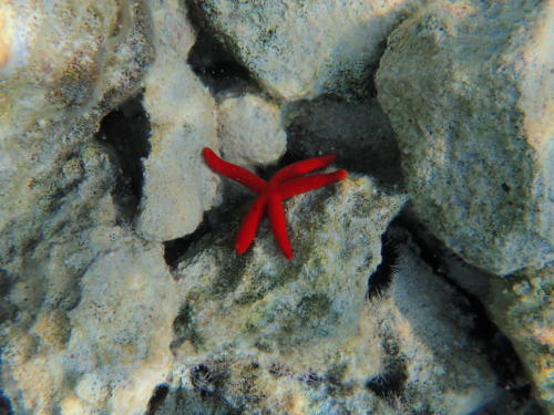 snorkeling grece