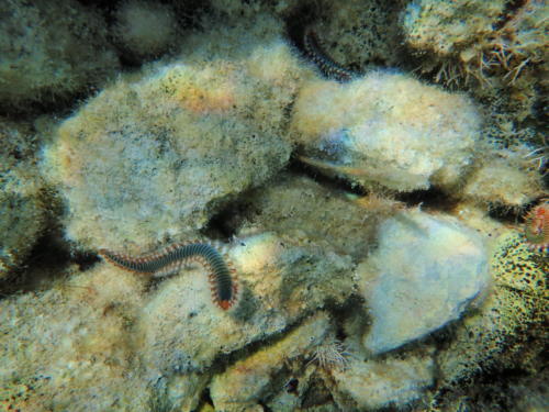 snorkeling grece